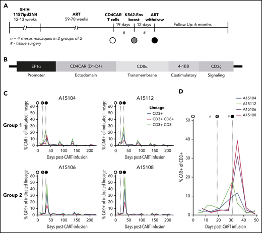 NHP CD4CAR T cells expand and persist in vivo following Env boost. (A) Experimental design for n = 4 rhesus macaques, including SHIV infection, ART suppression, CD4CAR T-cell administration (white circle), Env boost (gray circle), and ART withdrawal (black circle). (B) SIV lentiviral construct design used to deliver CD4CAR, codon optimized for rhesus macaque. (C) CD4CAR T cell frequency in peripheral blood following administration, Env boost, and ART withdrawal. Shown are total CAR T frequency of total CD3+ T cells (blue), vs CD8+ (red) and CD8– subsets (green). (D) Enlargement of total CAR T frequency of CD3+ T cell data from panel C, focused on Env boost (gray circle) and ART withdrawal (black circle). #Tissue collection, including lower and upper gastrointestinal and spleen biopsies, axillary lymph nodes, and bronchoalveolar lavage.