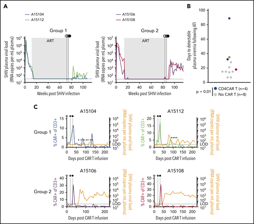 ART-free suppression of SHIV viremia following CD4CAR T-cell therapy. In each panel, animal A15104 is blue, A15112 is green, A15106 is purple, and A15108 is red. (A) Longitudinal plasma viral loads in animal A15104 and animal A15112 (Group 1) and animal A15106 and animal A15108 (Group 2). Gray boxes represent the >1 year duration of ART suppression. (B) Time to detectable SHIV rebound after ART withdrawal. Colored circles correspond to color codes in panel A. Black circles represent control animals that were infected with the same SHIV and suppressed for >1 year but did not receive CAR T cells or Env boost (P = .014 calculated by using the Mann-Whitney test). (C) Overlays of plasma viral load and total CAR T-cell frequency for each animal. Stars indicate plasma viral load values detected only in 1 of 2 assay replicates, and horizontal dotted line indicates limit of detection for plasma viral load assay (30 copies/mL). Detectable rebound is defined as a sample with a value >30 copies/mL in both replicate polymerase chain reaction reactions. In panels A and C, white circles represent CD4CAR T-cell administration; gray circles, Env boosting; and black circles, ART withdrawal.