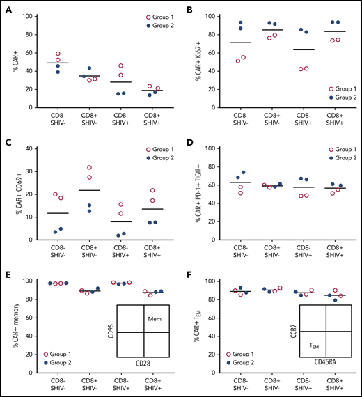 CD4CAR T-cell infusion products reveal correlates of successful Env boosting. Phenotypic differences in infusion products for groups 1 (A15104, A15112, red) and 2 (A15106, A15108, blue) were assessed by flow cytometry 8 days following after transduction, immediately before in vivo administration. (A) CAR+ cells. (B) CAR+Ki67+ cells. (C) CAR+CD69+ cells. (D) CAR+PD-1+TIGIT+ (T-cell immunoreceptor with Ig and ITIM domains) cells. (E) CD95+CD28+ memory CAR T cells. (F) CCR7–CD45RA+ effector memory CAR T cells. CD8–, surrogate for CD4+ T cells; SHIV–, cells collected and cryopreserved before SHIV infection; SHIV+, cells collected with or without cryopreservation, following SHIV infection and stable suppression by ART.