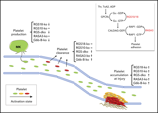 In vivo phenotype of mice lacking RGS10/18 or other platelet molecular brakes. Key features of the in vivo phenotype of mice lacking critical molecular brakes of platelets are (1) increased platelet accumulation at sites of injury, (2) increased platelet clearance, and (3) thrombocytopenia. Double deficiency of RGS10 and RGS18 results in an exaggerated thrombus growth and in a mild thrombocytopenia, which is in part due to increased platelet clearance, and in part due to a nonredundant contribution of RGS18 to the regulation of platelet production. The phenotype of other molecular brakes, RASA3 and G6b-B, is shown for comparison. Symbols indicate whether a knockout mouse (ko) displays an increased (↑), decreased (↓), or unaltered (=) phenotype. The inlet shows the 2 main G protein switches that control rapid agonist-induced platelet adhesion: (1) RGS10/18 negatively regulates the heterotrimetic G proteins coupled to surface receptors (GPCRs) stimulated by soluble agonists such as thrombin (Thr), thromboxane A2 (TxA2), and adenosine diphosphate (ADP); (2) RASA3 negatively regulates the monomeric G protein RAP1, critical regulator of integrin-mediated adhesion. MK, megakaryocyte.