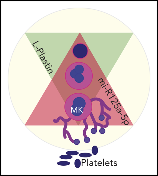 Negative association between L-plastin and human platelet numbers proposed by Bhatlekar et al in this issue of Blood. Levels of miR-125a-5p (magenta triangle) increase during megakaryopoiesis. miR-125a-5p targets and downregulates expression of L-plastin (lime green triangle), thus enhancing proplatelet formation by megakaryocytes (MK).