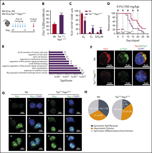 Yap1/Taz are necessary for HSC function. (A) Schematic representing the inducible deletion of Yap1/Taz in the hematopoietic system followed by 1 week of recovery before subjecting mice to experimental testing. (B) Number of colony-forming units (CFUs) from Mx1Cre;Wt and Mx1Cre;TazΔ/Δ;Yap1Δ/Δ total BM cells. (C) Cell-cycle analysis of Lin− CD48− CD150+ HSC by fluorescence-activated cell sorting (FACS). (D) Kaplan-Meier survival analysis after serial myeloablation with 5-fluorouracil (150 mg/kg) 5 days apart. (E) Gene ontology (GO) pathway analysis of differentially regulated genes (P < .05) between Mx1Cre;Wt and Mx1Cre;TazΔ/Δ;Yap1Δ/Δ HSC (cutoff, 1.5-fold). Numbers represent the percentage of genes within each GO pathway that are differentially regulated. (F) Immunofluorescence depicting Yap1 protein localization in Wt HSC (immunophenotypically defined as LSK CD150+ CD48−) (red pseudo-color) and Yap1 phosphorylation status at Serine 112 (green pseudo-color). Cells are counterstained with 4′,6-diamidino-2-phenylindole (DAPI) and merged images are shown in the right micrographs. Scale bar is 5 µm. (G) Immunofluorescence depicting fate determinant allocation of Myc and the corresponding HSC division mode in Wt and Yap1/TazΔ/Δ paired daughter HSC (nocodazole, 10 nM for 24 hours). Low Myc expression in paired daughter cells represents (i) symmetric self-renewal, (ii) high and low Myc expression between the 2 daughters represents an asymmetric division, whereas (iii) high Myc expression in both cells is indicative of symmetric commitment. (H) Quantification of fate determinant allocation and division mode among Wt and Yap1/TazΔ/Δ paired daughter HSC. *P < .05; **P < .01; ***P < .001.
