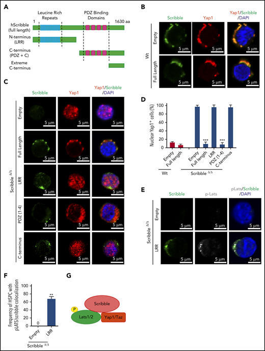 Cytoplasmic polarization of Yap1 is restored in ScribbleΔ/Δ HSC/P with expression of full-length Scribble or PDZ-containing mutants. (A) Graphical representation of the functional domains in human full-length scribble protein and the truncation mutations incorporated into an Ef1α-IRES-RFP lentivirus. (B) Immunofluorescence showing Scribble polarization and Yap1 colocalization in Lin− Sca-1+ c-kit+ (LSK) BM cells isolated from Wt mice and transduced with Ef1α-IRES-RFP (EMPTY) lentivirus or human full-length Scribble as indicated. Nuclei are counterstained with DAPI and merged images are shown in the right micrographs. Scale bar is 5 µm. (C) Immunofluorescence showing Scribble expression and Yap1 localization in LSK BM cells isolated from ScribbleΔ/Δ mice and transduced with EMPTY lentivirus, human full-length Scribble, or structure-function mutants as indicated. Nuclei are counterstained with DAPI and merged images are shown in the right micrographs. Scale bar is 5 µm. (D) Quantifications for the frequency of transduced LSK cells with nuclear Yap1 accumulation. (E) Immunofluorescence showing Scribble and pLats1 expression in LSK BM cells isolated from ScribbleΔ/Δ mice and transduced with EMPTY lentivirus or the LRR mutant. Nuclei are counterstained with DAPI and merged images are shown in the right micrographs. Scale bar is 5 µm. (F) Quantification of pLats1 colocalization with Scribble when the N-terminal portion of Scribble (LRR) is reintroduced into Scribble null LSK cells. (G) Cartoon depicting the ternary complex between Scribble, activated Last1/2, and Yap1 in the cytosol of Wt HSC. **P < .01; ***P < .001.