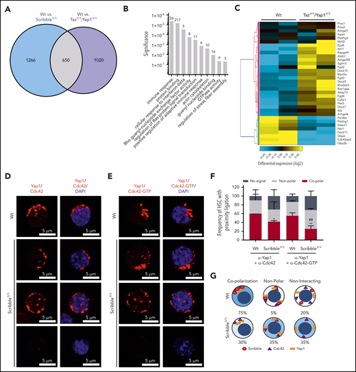Scribble scaffolds Yap1 and Cdc42 in the cytoplasm of HSC. (A) Venn diagram highlighting the number of differentially regulated genes in common when comparing Mx1Cre;Wt and Mx1Cre;ScribbleΔ/Δ and comparing Mx1Cre;Wt and Mx1Cre;TazΔ/Δ;Yap1Δ/Δ HSC. (B) Gene ontology (GO) pathway analysis of the common differentially regulated genes between 2 independent analysis of Mx1Cre;Wt to Mx1Cre;ScribbleΔ/Δ HSC and of Mx1Cre;Wt to Mx1Cre;TazΔ/Δ;Yap1Δ/Δ HSC. Numbers represent the number of genes within each GO pathway that are differentially regulated. (C) Heat map depicting the differential regulation of common genes between Mx1Cre; ScribbleΔ/Δ and Mx1Cre;TazΔ/Δ;Yap1Δ/Δ HSC that pertain to the Rho guanyl nucleotide exchange factor activity and small GTPase activity gene ontology pathways. Proximity ligation assay (PLA) detection of endogenous (D) Yap1/Cdc42 and (E) Yap1/Cdc42-GTP interactions in HSC. The detected dimers are pseudo-colored in red. Nuclei are counterstained with DAPI and merged images are shown in the right micrographs. Scale bar is 5 µm. (F) Frequency of HSC in which PLA signal depicted in panels D and E was found in relation or not with polarization. *P < .05 and **P < .01 between Vav1Cre;Wt and Vav1Cre;ScribbleΔ/Δ; ##P < .01 between Cdc42 and Cdc42-GTP frequencies. (G) Cartoon representing the overall polarization status between Scribble, Yap1, and Cdc42 in Wt cells emphasizing the loss of copolarization and asymmetry in ScribbleΔ/Δ HSC.