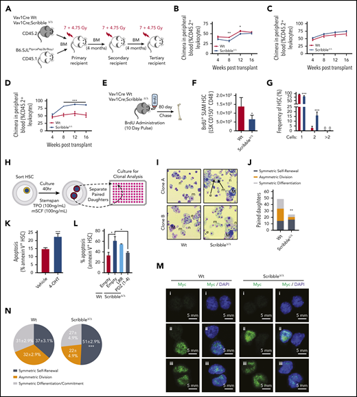 ScribbleΔ/Δ hematopoietic reconstitution develops a competitive advantage when serially transplanted by maintaining self-renewal divisions. (A) Schematic representing a serial competitive repopulation assay (CRA). Equal amounts of BM from CD45.2+ Vav1Cre Wt and Scribble null mice mixed with congenic CD45.1+ B6.SJLPtprcaPep3b/BoyJ competitor cells were transplanted at a 1:1 ratio into lethally irradiated B6.SJLPtprcaPep3b/BoyJ recipients. (B-D) PB chimera (CD45.2+ leukocytes) of (B) primary, (C) secondary, and (D) tertiary recipients. (E) Schematic representing a long-term BrdU incorporation assay in which animals freely imbibed water containing BrdU (1 mg/mL) for 10 days. Animals were euthanized after 80 days post-BrdU administration to quantify quiescence within hematopoietic stem and progenitor (HSC/P) populations determined by BrdU retention (BD Pharmingen intracellular staining kit: anti-BrdU, Alexa 488). (F) Absolute BrdU retaining (BrdU+) HSC assessed by FACS analysis of BM from mice as described in panel E. (G) Division of sorted and individually deposited HSC depicting the averages and standard deviations of the relative number (%) of wells containing the indicated number of cells after 20 hours in culture. Four independent experiments, n > 450 HSC. (H) Schematic of an in vitro paired daughter cell assay to assess fate decisions among individually sorted HSC. (I) Representative cytospin images of paired daughters. m, macrophage; n, neutrophil; e, erythrocyte; and M, megakaryocyte. (J) Absolute number of paired daughter cells analyzed for division modality, assessed as the presence or absence of full multilineage differentiation potential among individual paired daughter clones. n of paired daughter separations >200. Chi-squared analysis. (K) Cell death analysis using Annexin V and 7-AAD staining on Rosa26Cre;Scribblefl/fl HSC after 40 hours of culture with 4-OH tamoxifen. (L) Cell death analysis using Annexin V staining in Lin− Sca-1+ c-kit+ BM cells isolated from Vav1Cre;Wt or Vav1Cre;ScribbleΔ/Δ mice transduced with EMPTY (Ef1α-IRES-RFP) lentivirus or Scribble structure-function mutants as indicated. (M) Immunofluorescence depicting fate determinant allocation of Myc and the corresponding HSC division mode in Wt and ScribbleΔ/Δ paired daughter HSC (nocodazole, 10 nM for 24 hours). Low Myc expression in (i) paired daughter cells represents symmetric self-renewal, (ii) high and low Myc expression between the 2 daughters represents an asymmetric division, whereas (iii) high Myc expression in both cells is indicative of symmetric commitment. (N) Quantification of fate determinant allocation and division mode among Wt and ScribbleΔ/Δ paired daughter HSC. *P < .05, **P < .01, and ***P < .001.