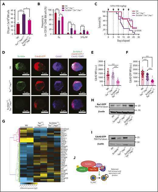 Deficiency of Scribble restores fitness of Yap/TazΔ/Δ HSC and associates with Rac activation. (A) Number of colony-forming units (CFU) from BM cells. (B) Cell-cycle analysis of Lin− CD48− CD150+ HSC harvested from the BM of Mx1Cre Wt, TazΔ/Δ;Yap1Δ/Δ, and ScribbleΔ/Δ;TazΔ/Δ;Yap1Δ/Δ mice 1 week after poly I:C. Stages of cell cycle were assessed by FACS analysis with incorporation of DNA binding Hoechst 33342 (2 mg/mL) and nucleotide binding PyroninY (0.25 mg/mL). (C) Kaplan-Meier survival analysis after serial myeloablation with 5-fluorouracil (150 mg/kg) 5 days apart. (D) Immunofluorescence of HSC showing Cdc42 expression and localization along with active Cdc42-GTP expression and localization. Nuclei are counterstained with DAPI and merged images are shown in the right micrographs. Scale bar 5 µm. (E) Quantification of Cdc42 expression measured by MFI. (F) Quantification of Cdc42-GTP expression measured by MFI. (G) Heat map depicting genes within the Rho guanyl nucleotide exchange factor activity and small GTPase activity gene ontology pathways showing differential regulation between Mx1Cre Wt, TazΔ/Δ;Yap1Δ/Δ, and ScribbleΔ/Δ;TazΔ/Δ;Yap1Δ/Δ HSC. (H) Rac1/Cdc42 activation PAK pulldown on lineage-depleted (Lin−) BM cells. (I) Cdc42 effector PAK pull-down from on Lin− BM cells. (J) Cartoon depicting a complete picture of the Scribble polarity complex and its components in relation with HSC self-renewal and cell-cycle entry. *P < .05 and ***P < .001.