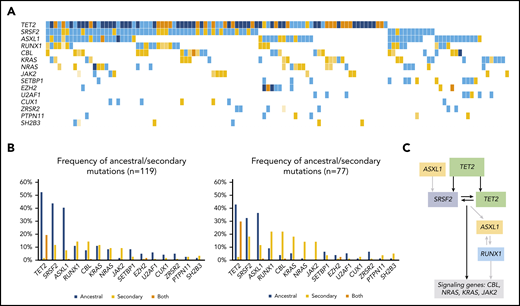 Molecular landscape and clonal architecture of CMML. (A) Oncoplot showing recurrently mutated genes and ancestry in CMML: blue depicts ancestral mutations (darker blue represents cases with 2 ancestral mutations in the same gene, mainly corresponding to biallelic TET2 mutations); yellow depicts secondary mutations and the intensity of the shade indicates the size of the VAF, where darker yellow represents mutations with higher VAFs that have probably been acquired earlier; orange depicts cases with 2 mutations in the same gene in which 1 mutation is ancestral and the other is secondary (mainly corresponding to biallelic TET2 mutations). (B) Frequency of ancestral/secondary mutations per gene in all patients with CMML (n = 1191; left) and in patients who present with at least 2 different clones (n = 77; right). (C) The clonal architecture of CMML. Black arrows depict most common events; gray arrows depict events that are recurrent but occur less frequently.