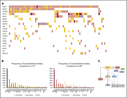 Molecular landscape and clonal architecture of aCML. (A) Oncoplot showing recurrently mutated genes and ancestry in aCML: pink depicts ancestral mutations (darker pink represents cases with 2 ancestral mutations in the same gene); yellow depicts secondary mutations, and the intensity of the shade indicates the size of the VAF (darker yellow represents mutations with higher VAFs that have probably been acquired earlier); purple depicts cases with 2 mutations in the same gene in which 1 mutation is ancestral and the other is secondary. (B) Frequency of ancestral/secondary mutations per gene in all patients with aCML (n = 71; left) and in patients who present with at least 2 different clones (n = 49; right). (C) The clonal architecture of aCML. Black arrows depict most common events; gray arrows depict events that are recurrent but occur less frequently.