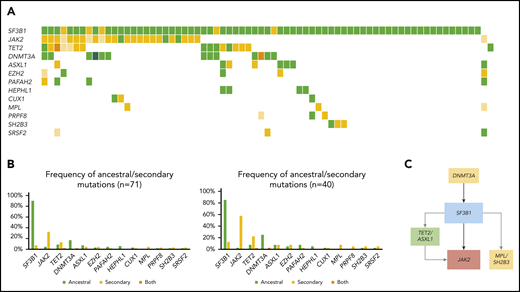 Molecular landscape and clonal architecture of MDS/MPN-RS-T. (A) Oncoplot showing recurrently mutated genes and ancestry in MDS/MPN-RS-T: green depicts ancestral mutations (darker green represents cases with 2 ancestral mutations in the same gene); yellow depicts secondary mutations, and the intensity of the shade indicates the size of the VAF, where darker yellow represents mutations with higher VAF which have probably been acquired earlier; orange depicts cases with 2 mutations in the same gene, where 1 mutation is ancestral and the other is secondary. (B) Frequency of ancestral/secondary mutations per gene in all patients with MDS/MPN-RS-T (n = 71; left) and in patients who present with at least 2 different clones (n = 4; right). (C) The clonal architecture of MDS/MPN-RS-T. Black arrows depict most common events; gray arrows depict events that are recurrent but occur less frequently.