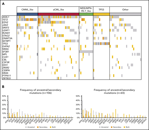 Molecular landscape and clonal architecture of MDS/MPN-U. (A) Oncoplot showing recurrently mutated genes and ancestry in MDS/MPN-U: gray depicts ancestral mutations (darker gray represents cases with 2 ancestral mutations in the same gene); yellow depicts secondary mutations, and the intensity of the shade indicates the size of the VAF, where darker yellow represents mutations with higher VAFs that probably have been acquired earlier; orange depicts cases with 2 mutations in the same gene, where 1 mutation is ancestral and the other is secondary. Patients are divided according to their molecular subtype (top of the barplot). (B) Frequency of ancestral/secondary mutations per gene in all patients with MDS/MPN-U (n = 106; left) and in those who present with at least 2 different clones (n = 65; right).