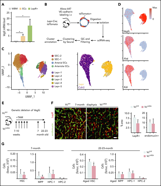 VEGF-C regulates the integrity of the BM LepR+ HSC niche. (A) Relative Vegfc mRNA level in sorted WT PECAM-1+ ECs and LepR+ stromal cells, analyzed by qPCR (normalized to WBM; n = 2 mice per group). (B) Experimental outline of scRNA-seq analysis of LepR+ cells and VE-cadherin–positive ECs from Lepr-Cre;tdTomato BM. (C) UMAP plots of BM LepR-tdTomato–positive cells and VE-cadherin–positive ECs (left). A feature plot shows Lepr and Cdh5 expression (right). (D) A feature plot showing Vegfc, Flt4 (VEGFR-3), and Kdr (VEGFR-2) expression. (E) Experimental setup for evaluating the effects of Vegfc deletion in the BM. Vegfc was deleted from adult BM by administering 5 daily tamoxifen injections to 7- to 10-week-old Rosa26-CreERT2;Vegfcflox/flox mice. (F) Representative confocal immunofluorescence images of femur sections from VciΔR26 and Vcfl/fl mice 5 months after deletion. Staining for ECs (endomucin, green) and perivascular cells (LepR, red), with quantification (right) (n = 5-6 mice per group). Bar represents 50 μm. (G) Quantification of HSPC subsets per femur from 7-month-old VciΔR26 mice and Vcfl/fl littermate controls, determined by CD48 and CD150 staining (n = 13-14 mice per group). Quantification of HSPC subsets per femur from 22- to 23-month-old VciΔR26 mice and Vcfl/fl littermate controls (n = 6 male mice per group). Values show mean ± SD. Statistical significance was determined with the 2-tailed, unpaired Student t test. MPP, multipotential progenitor. *P < .05; **P < .01.