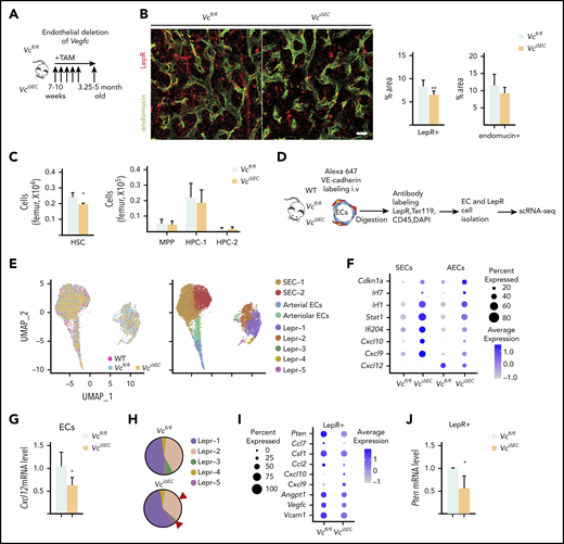 Endothelial cells serve as a functionally significant source of VEGF-C in the BM. (A) Experimental setup for evaluating the effects of Vegfc deletion in ECs. Vegfc was deleted from ECs in 7- to 10-week-old Cdh5-CreERT2;Vegfcflox/flox mice by tamoxifen injections. (B) Representative confocal immunofluorescence images of femur sections from VciΔEC mice and their littermate controls stained for ECs (endomucin, green) and LepR+ perivascular cells (red), with quantifications (right) (n = 6 mice per group). Bar represents 50 μm. (C) Quantification of HSPC subsets per femur from Vcfl/fl and VciΔEC mice determined by CD48 and CD150 staining (n = 13-14). (D) Experimental outline of scRNA-seq analysis of LepR+ cells and VE-cadherin–positive ECs from WT, Vcfl/fl, and VciΔEC mice. (E) UMAP plot of integrated BM ECs and LepR+ cells isolated from WT, Vcfl/fl, and VciΔEC mice (left). UMAP plots showing the clustering of integrated BM ECs and LepR+ cells from WT, Vcfl/fl, and VciΔEC mice (right). (F) Dot plot showing selected differentially expression genes in SECs (SEC-1 and -2), AECs, and arteriolar ECs after endothelial Vegfc deletion in comparison with Vcfl/fl mice. (G) Relative Cxcl12 mRNA levels in isolated BM ECs from VciΔEC and littermate control mice analyzed by qPCR. (H) Comparison of relative cell counts in Lepr-1, -2, -3, -4, and -5 clusters from Vcfl/fl and VciΔEC mice. (I) Dot plot showing selected differentially expression genes in LepR+ cells (Lepr-1, -2, and -3) after endothelial Vegfc deletion in comparison with the Vcfl/fl mice. (J) Relative Pten mRNA levels in isolated BM LepR+ cells from VciΔEC and littermate control mice analyzed by qPCR. *P < .05; **P < .01. MPP, multipotential progenitor.