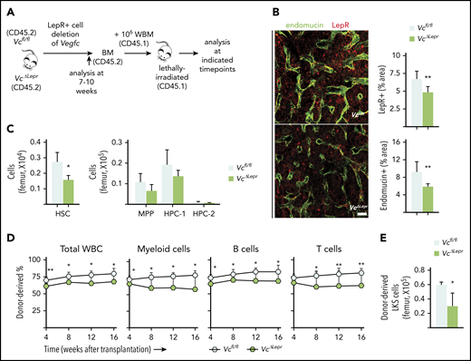 LepR+ cell–derived VEGF-C contributes to maintenance of functional HSCs in the BM. (A) Experimental setup for evaluating the effects of LepR+ cell–derived VEGF-C. Vegfc was deleted from LepR+ cells using Lepr-Cre. BM of 7- to 10-week-old mice was analyzed for niche cell and HSC phenotypes. WBM from 10-week-old VcΔLepr or Vcfl/fl mice was transplanted competitively with CD45.1 WBM into lethally irradiated CD45.1 mice. (B) Representative confocal immunofluorescence images of femur sections from VcΔLepr and Vcfl/fl littermate controls stained for ECs (endomucin, green) and LepR+ perivascular cells (red), with quantification (right) (n = 6-7 mice per group). Bar represents 50 μm. (C) Quantification of HSPC subsets per femur from VcΔLepr and Vcfl/fl littermate control mice (n = 4 mice per group) determined by CD48 and CD150 staining. (D) Competitive transplantation of WBM from VcΔLepr and their Vcfl/fl littermate control mice into lethally irradiated WT CD45.1 recipients (2 independent transplants with 3 to 4 recipients per condition per transplant). Shown is a multilineage donor chimerism from peripheral blood at the indicated time points after competitive transplantation. (E) Quantification of LKS cells derived from VcΔLepr or Vcfl/fl mouse BM 16 weeks after transplantation. Values show means ± SD. Statistical significance was determined using the 2-tailed, unpaired Student t test. *P < .05; **P < .01.