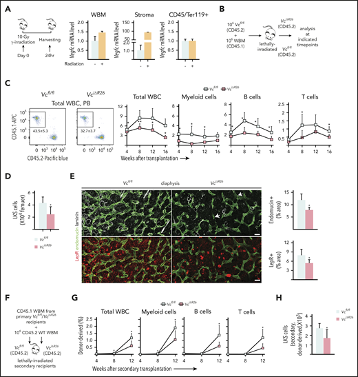 Loss of VEGF-C from the BM microenvironment delays vascular and HSC regeneration after irradiation. (A) Experimental setup for evaluating Vegfc expression level in the BM after irradiation, by using qPCR. Relative Vegfc mRNA level in WBM, in sorted CD45−Ter119− stromal cells, and in CD45+Ter119+ hematopoietic cells 24 hours after 10-Gy radiation (normalized to untreated WBM; n = 2 mice). (B) Experimental setup for evaluating the efficiency of engraftment of WT WBM in lethally irradiated VciΔR26 and Vcfl/fl mice. (C) Transplantation of WT WBM (CD45.1) into lethally irradiated VciΔR26 mice and their Vcfl/fl littermate hosts. Representative flow cytometry graph of total WBCs from peripheral blood 12 weeks after transplantation (left). The kinetics of multilineage donor chimerism from peripheral blood after transplantation (right; n = 6-8 mice per group). (D) Quantification of BM LKS cells in lethally irradiated VciΔR26 mice and their Vcfl/fl littermate recipients 16 weeks after transplantation (n = 6-8 mice per group). (E) Representative confocal immunofluorescence images and quantification. Femur sections from VciΔR26 mice and their littermate controls stained for ECs and basement membranes (endomucin, green; laminin, white) and LepR cells (red) (n = 4-5 mice per group). Bars represent 50 μm. (F) Experimental setup for serial transplantation. WBM (CD45.1) from lethally irradiated primary VciΔR26 and Vcfl/fl recipients was transplanted competitively with CD45.2 WBM into lethally irradiated secondary VciΔR26 and Vcfl/fl recipients. (G) Multilineage donor chimerism from peripheral blood after secondary competitive transplantation (2 independent transplants with 3 recipients per condition per transplant). (H) Quantification of BM LKS numbers in secondary VciΔR26 mice and their Vcfl/fl littermate controls 16 weeks after transplantation. Reported values are mean ± SD. Statistical significance was determined using the 2-tailed, unpaired Student t test. *P < .05; **P < .01.