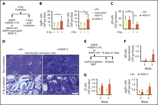 VEGF-C improves BM recovery after irradiation-induced damage. (A) Experimental setup for evaluating the effects of exogenous VEGF-C upon irradiation-induced injury. AAV9 encoding mouse VEGF-C or control protein was injected systemically (IP) to WT mice 7 days before irradiation. BM was analyzed 7 days after irradiation. (B) Quantification of BM VE-cadherin–positive ECs and LepR+ cells in VEGF-C–treated WT mice 7 days after 4-Gy irradiation by flow cytometry (n = 6-8 individual mice per group). (C) Quantification of LKS cells per femur (n = 6-8 mice per group) by flow cytometry. (D) Hematoxylin and eosin staining of femur sections 7 days after 4-Gy irradiation (n = 6-8 mice per group). Bar represents 50 μm. (E) Experimental setup for evaluating the effects of exogenous VEGF-C on the efficiency of hematopoietic engraftment after transplantation. AAV9 encoding mouse VEGF-C or control protein was injected systemically into WT mice 1 day after lethal irradiation and BM transplantation. BM was analyzed 2 and 3 weeks after transplantation. (F-G) Flow cytometry quantification of BM ECs, LepR+ cells, and LKS cells in mice treated with VEGF-C after lethal irradiation and BM transplantation (n = 3 per group per time point). Values show the mean ± SD. Statistical significance was determined using the Student t test or 1-way analysis of variance multiple-comparisons test. *P < .05; **P < .01; ***P < .001.