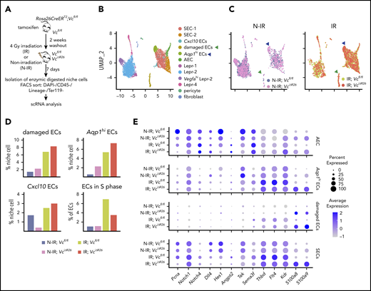 VEGF-C promotes BM EC proliferation and increases the expression of hematopoietic-regenerative factors after irradiation. (A) Experimental setup for evaluating the effects of Vegfc in the BM upon irradiation. Vegfc was deleted from the BM in 10-week-old Rosa26-CreERT2;Vegfcflox/flox mice using tamoxifen injections. VciΔR26 and Vcfl/fl mice received 4-Gy irradiation after a 2-week tamoxifen washout. Niche cells were isolated from irradiated (IR) VciΔR26 and Vcfl/fl mice and their nonirradiated (N-IR) controls 7 days after irradiation and analyzed using scRNA-seq. (B-C) UMAP plot showing the clustering of integrated nonhematopoietic BM stroma cells from IR VciΔR26 and Vcfl/fl mice and their N-IR controls. UMAP plot showing nonhematopoietic BM stroma cells from irradiated VciΔR26 and Vcfl/fl mice and their N-IR controls separately. Note that damaged ECs (green arrowhead) and Aqp1hi ECs (blue arrowhead) are increased after irradiation. (D) Percentages of the clusters (damaged ECs, Aqp1hi ECs, and Cxcl10 ECs) and quantification of ECs in S phase. (E) Dot plot showing selected differentially expressed genes in SECs (SEC-1, SEC-2, and Cxcl10 ECs), damaged ECs, Aqp1hi ECs, and AECs. Analysis of differentially expressed genes was performed between IR;Vcfl/fl vs N-IR;Vcfl/fl and IR;VciΔR26 vs N-IR;VciΔR26.