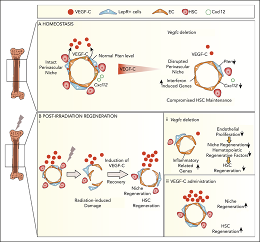 VEGF-C contributes to BM niche maintenance and regeneration after irradiation. Schematic models describing the BM microenvironment of ECs, LepR+ cells, HSCs, and the effects of VEGF-C. (A) During homeostasis, HSCs reside in and are maintained by the intact perivascular niche composed of ECs and LepR+ cells. VEGF-C from both LepR+ cells and ECs maintains an intact BM perivascular niche that is necessary for HSC maintenance. When Vegfc is deleted from ECs or LepR cells, genes related to interferon response are upregulated, and Cxcl12 and Pten are decreased in BM ECs and LepR+ cells, respectively, which leads to niche impairment and compromised HSC maintenance. (Bi) After irradiation and HSC transplantation, Vegfc expression in the niche is upregulated. Microenvironment-derived VEGF-C contributes to endothelial and LepR+ cell regeneration, which in turn is essential for HSC regeneration. (ii) When Vegfc is deleted from the BM microenvironment, genes related to inflammation are upregulated and the proliferation of ECs is decreased, which leads to impaired niche regeneration. Niche-derived hematopoietic regenerative factors are also decreased, resulting in a decreased recovery of HSCs. (iii) Overexpression of VEGF-C improves vascular regeneration, which leads to a better hematopoietic recovery after irradiation or transplantation.