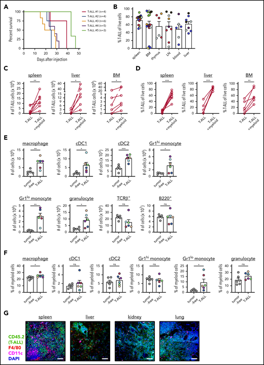 Transplanted T-ALL infiltrates multiple organs, remodels the myeloid compartment, and remains dependent on myeloid support for survival in vitro. (A) Survival of nonirradiated CD45.1+ mice transplanted with primary LN3 (CD45.2+) T-ALL cells was followed. Each line represents results from a cohort of mice transplanted with a distinct primary T-ALL sample. (B) Quantification of the frequencies of T-ALL cells (CD45.2+) within the indicated organs of leukemic transplant mice. Graph depicts cumulative data from 3 to 8 experiments, each with a distinct color-coded primary T-ALL. Bars represent means + standard error of the mean (SEM); circles represent individual mice. Graphs depict the number (C) and frequency (D) of viable T-ALL cells 6 or 7 days after culture in the presence or absence of enriched myeloid cells from the TME. T-ALL cells and myeloid cells were isolated from the indicated organs of leukemic mice that had been transplanted with primary LN3 T-ALL cells. Graphs depict cumulative data from 6 to 8 experiments, each with a distinct transplanted T-ALL sample; circles represent the average of 2 or 3 technical replicate wells per experiment. Graphs depict the number of cells of the indicated subsets (E) and frequencies of myeloid subsets (F) within the myeloid compartment (CD11b+ and/or CD11c+ cells) of spleens from tumor-free and LN3 T-ALL–transplanted mice. Graphs depict cumulative data from 5 or 6 independent experiments, each with a distinct color-coded primary T-ALL. Bars represent means + SEM; circles represent individual mice. (G) Representative immunofluorescent images of transplanted LN3 T-ALL cells and myeloid cells in the indicated organs. Immunostaining for T-ALL cells (CD45.2; green), F4/80 (red), CD11c (magenta), and DAPI (blue) is shown. Scale bars, 100 μm. *P < .05, **P < .01, ***P < .001, paired (C-D) and unpaired (E-F) Student t tests. ns, not significant.