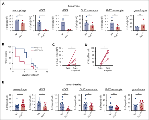 T-ALL growth is independent of DCs in vivo and can be supported by other myeloid subsets. (A) Quantification of the indicated myeloid cell subsets in spleens of tumor-free WT and Flt3l−/− mice. Bars represent means + standard error of the mean (SEM) of 3 independent experiments; circles represent individual mice. (B) Survival of WT and Flt3l−/− recipient mice after transplantation with primary LN3 T-ALL cells. Graph displays cumulative survival of WT and Flt3l−/− mice from 3 independent experiments, each using distinct primary T-ALL samples. The Kaplan-Meier survival curves were normalized to the first day of death in each experiment. The number (C) and frequency (D) of viable T-ALL cells from the spleens of Flt3l−/− mice transplanted with primary LN3 T-ALL were assessed by flow cytometry 6 or 7 days after culture in the presence or absence of tumor-associated myeloid cells. Graphs display cumulative results from 4 independent experiments with distinct primary tumors. Circles represent the mean of 2 or 3 technical replicate wells per experiment. (E) Quantification of the frequencies of the indicated myeloid subsets within the splenic myeloid compartment of primary LN3 T-ALL-bearing WT and Flt3l−/− mice. Bars represent means + SEM of cumulative data from 7 to 13 independent primary tumors; circles represent individual mice. *P < .05, **P < .01, ***P < .001, unpaired Student t test (A,E), log-rank test (B), and paired Student t test (C-D). ns, not significant.