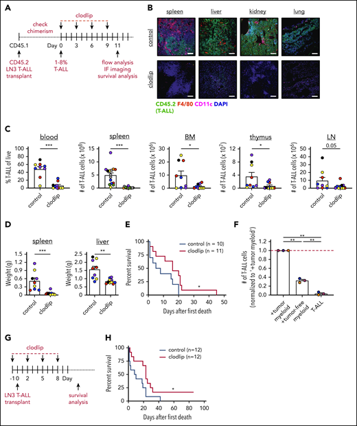 Depletion of phagocytic myeloid subsets results in decreased tumor burden in vivo and prolongs survival. (A) Schematic diagram depicting the dosing schedule for clodlip treatment to deplete myeloid cells in mice with established transplanted LN3 T-ALL. (B) Representative images from the indicated organs of control or clodlip-treated mice after establishment of T-ALL burden. Immunostaining for T-ALL cells (CD45.2; green), F4/80 (red), CD11c (magenta), and DAPI (blue) is shown. Scale bars, 100 μm. (C) Quantification of the frequency of T-ALL cells in the blood and numbers of T-ALL cells in the spleen, BM, thymus, and inguinal LNs in control and clodlip-treated mice. Bars depict means + standard error of the mean (SEM) of cumulative data from 5 to 8 experiments, each with a distinct color-coded primary T-ALL; circles represent individual mice. (D) Quantification of the weights of spleens and livers from control and clodlip-treated mice from the same experiments as in (C). Bars show means + SEM from 5 independent experiments, each with a distinct color-coded primary T-ALL; circles represent individual mice. (E) Graph displays cumulative survival of control and clodlip-treated mice from 2 independent experiments, each with a different primary LN3 T-ALL, using the treatment regimen in (A). The Kaplan-Meier survival curves were normalized to the first day of death in each experiment. (F) Quantification of viable T-ALL cells, isolated from the spleens of LN3 T-ALL–transplanted mice 6 or 7 days after culture in the presence or absence of enriched myeloid cells from the spleens of tumor-bearing or tumor-free mice. Results were normalized to the viability of T-ALL cells cocultured with tumor-associated myeloid cells within each experiment (red line). Bars depict means + SEM of cumulative data from 3 experiments, each with a distinct color-coded primary T-ALL; circles represent the mean of 2 or 3 replicate wells per experiment. (G) Schematic diagram depicting the dosing schedule to deplete myeloid cells prior to T-ALL engraftment in congenic recipients. (H) Graph displays cumulative survival of control and clodlip-treated mice from 3 independent experiments, each with a different primary LN3 T-ALL. The Kaplan-Meier survival curves were normalized to the first day of death in each experiment. *P < .05, **P < .01, ***P < .001, unpaired Student t test (C-D), log-rank test (E,H), repeated measures one-way ANOVA with the Bonferroni correction (F).