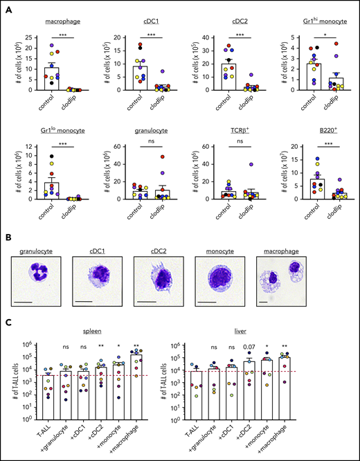 Clodlip treatment depletes multiple myeloid subsets that support T-ALL growth at hematopoietic and nonhematopoietic sites. (A) Quantification of the number of myeloid cells of the indicated subsets in the spleens of control and clodlip-treated leukemic mice transplanted with primary LN3 T-ALL. Bars show means + standard error of the mean (SEM) from 5 independent experiments (the same as those analyzed in Figure 3C), each with a distinct color-coded primary T-ALL; circles represent independent mice. (B) Representative histologic images of FACS-sorted splenic myeloid subsets from primary LN3 T-ALL–transplanted mice, stained with the May-Grünwald Giemsa reagent. Scale bars, 10 μm. (C) Quantification of viable T-ALL cells 6 or 7 days after culture in the presence or absence of the indicated FACS-sorted myeloid subsets from the spleen or liver of transplanted LN3 T-ALL–bearing mice. Bars show means + SEM of cumulative results from 6 to 8 independent experiments, each with a color-coded distinct primary T-ALL; circles represent the average of technical replicate wells per experiment. The red line indicates the mean number of viable T-ALL cells cultured alone. *P < .05, **P < .01, ***P < .001, unpaired Student t test (A), repeated measures 1-way ANOVA with the Bonferroni correction (C). ns, not significant.