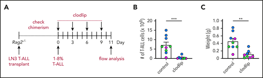 Adaptive immune responses are not required for the decrease in leukemia burden following myeloid depletion. (A) Schematic diagram depicting the dosing schedule for clodlip treatment to deplete myeloid cells in Rag2−/− mice transplanted with primary LN3 T-ALL. Quantification of the number of splenic T-ALL cells (B) and weight of spleens (C) from T-ALL–bearing Rag2−/− mice in the indicated treatment groups. Bars represent means + standard error of the mean of data compiled from 3 independent experiments, each with a distinct color-coded primary T-ALL; circles represent individual mice. **P < .01, ***P < .001, unpaired Student t test.