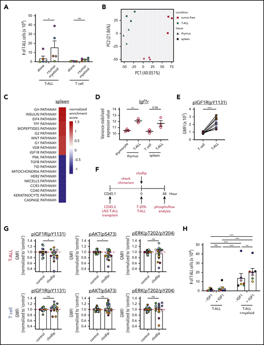 Activation of IGF1R signaling is associated with myeloid-mediated T-ALL survival. (A) Quantification of viable T-ALL cells and CD8+ T cells, isolated from the spleens of leukemic LN3 mice or tumor-free mice, respectively, 6 or 7 days after culture in the presence or absence of enriched splenic leukemia-associated myeloid cells. Bars represent means + standard error of the mean (SEM) of data compiled from 5 independent experiments with a distinct color-coded primary T-ALL; circles represent the average of 2 or 3 technical replicate wells per experiment. (B) Principal component analysis (PCA) of gene-expression profiles of T-ALL cells from the thymus or spleen of LN3 mice, as well as thymocytes or splenic CD8+ T cells from tumor-free mice. Symbols represent individual biologic replicates. (C) The top 10 pathways that were significantly enriched or depleted in splenic T-ALL cells relative to healthy CD8+ T cells were identified by gene set enrichment analysis, using BioCarta gene sets. (D) Variance-stabilized expression values of Igf1r from control T-lineage vs T-ALL cells from the thymus and spleen. Bars represent means + SEM; circles represent individual biologic replicates. (E) pIGF1R levels in LN3-transplanted T-ALL cells (CD45.2+CD5+) relative to host T cells (CD45.1+CD5+) from the same spleens were quantified by flow cytometry and are displayed as geometric mean fluorescence intensities (GMFI). Data are compiled from 3 independent experiments, each with a distinct color-coded primary T-ALL. Circles represent individual mice. (F) Schematic diagram for acute myeloid depletion in mice with established LN3 T-ALL to assess changes in activation of IGF1R and downstream signals. (G) Levels of pIGF1R and the downstream signaling molecules phosphorylated (p)AKT and pERK were quantified in T-ALL cells (upper panels) and host T cells (lower panels) following acute myeloid depletions, as in (F). GMFIs from clodlip-treated mice were normalized to the mean of control mice in each experiment. Bars represent means + SEM from 9 independent experiments, each with a distinct color-coded primary T-ALL. Circles represent individual mice. The red line indicates the mean of relative GMFIs in control mice. (H) Quantification of viable splenic T-ALL cells, isolated from the spleens of primary LN3 T-ALL–transplanted mice, 6 or 7 days after culture in the presence or absence of leukemia-associated splenic myeloid cells and in the presence or absence of exogenous IGF1 (100 ng/mL). Bars represent means + SEM of data compiled from 7 independent experiments with a distinct color-coded primary T-ALL; circles represent the average of 2 or 3 technical replicate wells per experiment. *P < .05, **P < .01, ***P < .001, repeated measures 2-way ANOVA with the Bonferroni correction (A,H), unpaired Student t test (D,G), paired Student t test (E). ns, not significant.
