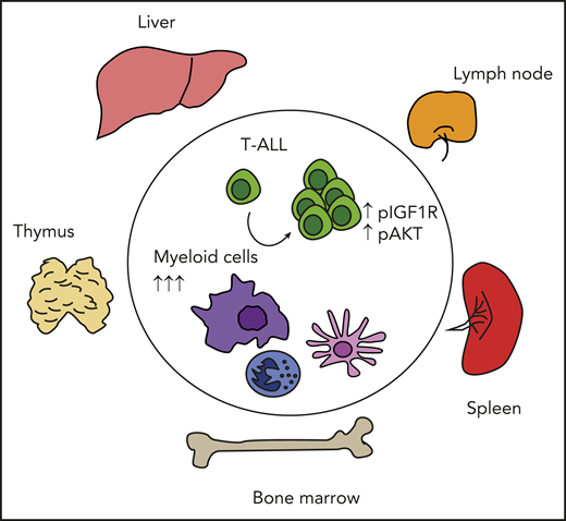 T-ALL cells depend on multiple myeloid cells to sustain prosurvival signals and expand in different tissues and organs. Myeloid cells are expanded in vivo upon T-ALL dissemination, and their in vivo depletion interferes with T-ALL progression and activation of prosurvival signals such as IGF1R and AKT.