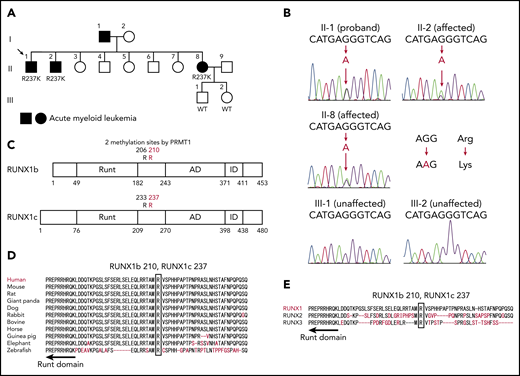 A novel RUNX1 germline mutation found in a pedigree of familial AML. (A) A family tree. Closed symbols indicate individuals with AML. Patient II-1 had AML (M1), patient II-2 had refractory anemia with excess blasts/AML, and patient II-8 had AML (M2). The proband is indicated by the arrow. Genomic DNA samples from individuals II-1, II-2, II-8, III-1, and III-2 were collected. (B) Sanger sequence analysis of the coding region of RUNX1. All 3 affected individuals had the heterozygous germline G to A mutation, which caused the amino acid change from arginine (AGG) to lysine (AAG). The mutation was not present in the unaffected individuals. (C) The position of the detected R237K mutation in RUNX1. The Runt DNA-binding domain (Runt), the activation domain (AD), and the inhibitory domain (ID) are indicated. The mutated arginine residue was outside the Runt DNA-binding domain and one of the 2 methylation sites (R233 and R237) by PRMT1. (D) Alignments of the region flanking R237 in human RUNX1 with isotypes from various species. Amino acids not conserved between human and other species are shown in red. The region around the mutated residue is highly conserved among species. (E) Alignments of human RUNX1, RUNX2, and RUNX3. Amino acids not conserved are shown in red. The mutated residue is conserved among human RUNX proteins.