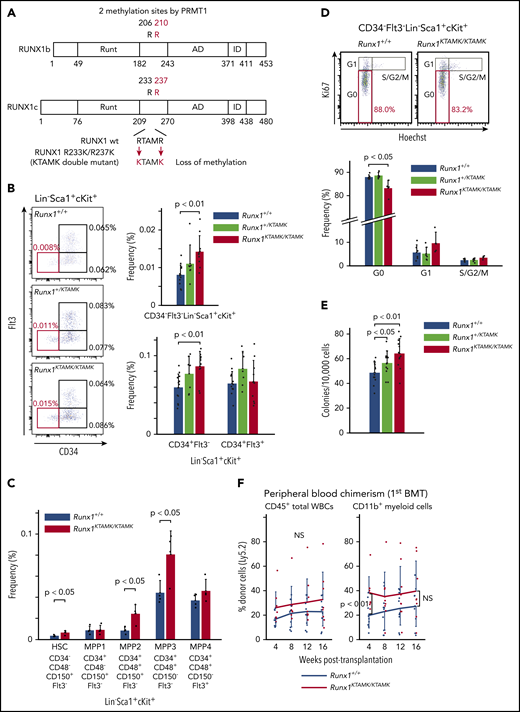 Loss of RUNX1 R233/R237 methylation in RUNX1 R233K/R237K double-mutant Runx1KTAMK/KTAMKmice expands a phenotypic HSC pool with less quiescence. (A) A schema showing loss of RUNX1 methylation in RUNX1 R233K/R237K double-mutant Runx1KTAMK/KTAMK mice. Two arginine-to-lysine (RTAMR-to-KTAMK) mutations (red) preclude RUNX1 methylation by PRMT1. (B) Increase of phenotypic HSCs in Runx1KTAMK/KTAMK mice. The left panel shows representative FACS plots of Lin–Sca1+cKit+ (LSK) cells in Runx1+/+ (upper), Runx1+/KTAMK (middle), and Runx1KTAMK/KTAMK (lower) mice. The LT-HSC subset is shown in red. Numbers shown are mean percentages of total live bone marrow cells. The right graphs show mean frequencies of CD34–Flt3– LSK cells (upper), CD34+Flt3– LSK cells, and CD34+Flt3+ LSK cells (lower) in Runx1+/+ (blue), Runx1+/KTAMK (light green), and Runx1KTAMK/KTAMK (red) mice (n = 7-13 mice; 8-16 weeks old). (C) Phenotypic analysis of HSCs and MPPs using SLAM markers. The graph shows mean frequencies of HSCs and MPPs in Runx1+/+ (blue) and Runx1KTAMK/KTAMK (red) mice (n = 4 mice; 8 weeks old). (D) Loss of quiescence in Runx1KTAMK/KTAMK LT-HSCs. The upper panel shows representative FACS plots of CD34–Flt3– LSK cells in Runx1+/+ (left) and Runx1KTAMK/KTAMK (right) mice. The G0 subset is shown in red. The lower graph shows mean frequencies of each cell cycle subset among LT-HSCs from Runx1+/+ (blue), Runx1+/KTAMK (light green), and Runx1KTAMK/KTAMK (red) mice (n = 4-6 mice; 7-15 weeks old). (E) Increase of colony-forming units in total bone marrow cells from Runx1+/KTAMK (light green) and Runx1KTAMK/KTAMK (red) mice, compared with Runx1+/+ mice (blue) (n = 12 from 4 mice per genotype; 9 to 11 weeks old; from 4 independent experiments). (F) Competitive reconstitution assay in which Runx1+/+ (blue) or Runx1KTAMK/KTAMK (red) bone marrow cells were transplanted into irradiated recipient mice along with competitor cells. Lines show the frequency of donor-derived cells in peripheral blood after the first BMT at the indicated time intervals (n = 9 to 10 mice from 3 independent experiments). Donor cells were from mice 9 to 12 weeks old. Data on B cells and T cells are shown in supplemental Figure 1C. NS, not significant.
