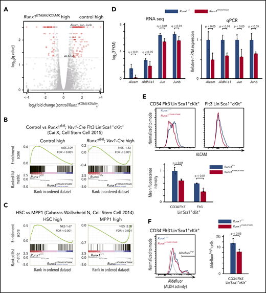 Transcriptomic analysis of Runx1KTAMK/KTAMKmice shows that Runx1KTAMK/KTAMKLT-HSCs exhibit progenitor cell gene priming. (A) A volcano plot showing the difference of mRNA expression between Runx1+/+ and Runx1KTAMK/KTAMK LT-HSCs. Each dot represents one gene. Genes with |log2 fold change| > 1 and false discovery rate (FDR) < 0.05 are shown in red (n = 3 mice, 8 to 10 weeks old). (B) GSEA plots comparing Runx1+/+ and Runx1KTAMK/KTAMK LT-HSCs using published data of control and Runx1flox/flox; Vav1-Cre Flt3– LSK cells. Each solid bar represents one gene within the gene set. (C) GSEA plots comparing Runx1+/+ and Runx1KTAMK/KTAMK LT-HSCs using published data of HSC and MPP1 signatures. (D) mRNA expression of HSC-related genes in Runx1+/+ (blue) and Runx1KTAMK/KTAMK (red) LT-HSCs as detected by RNA-sequencing (left) and quantitative polymerase chain reaction (qPCR) (right) (n = 3 mice). (E) Surface ALCAM expression detected by flow cytometry. The upper panels show representative flow cytometry plots of Runx1+/+ (blue) and Runx1KTAMK/KTAMK (red) CD34–Flt3– LSK cells (left) and Flt3– LSK cells (right). The mean fluorescence intensity of Runx1+/+ (blue) and Runx1KTAMK/KTAMK (red) cells is shown in the lower graph (n = 4 mice, 8 to 10 weeks old). (F) ALDH activity detected by Aldefluor. The left panel shows a representative flow cytometry plot of Runx1+/+ (blue) and Runx1KTAMK/KTAMK (red) CD34–Flt3– LSK cells. The fluorescence minus one control is shown in gray. The percentages of Aldefluorhigh cells in Runx1+/+ (blue) and Runx1KTAMK/KTAMK (red) LT-HSCs are shown in the right graph (n = 3 mice; 7-9 weeks old). NES, normalized enrichment score.