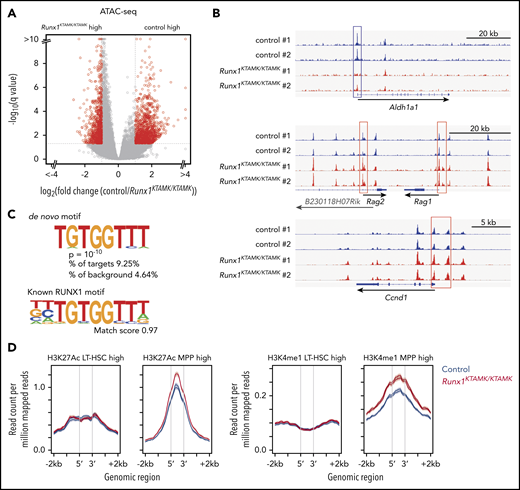 ATAC-sequencing analysis shows that loss of RUNX1 R233/R237 methylation changes the epigenomic signature of LT-HSCs to a poised progenitor state. (A) A volcano plot showing the difference of chromatin accessibility between Runx1+/+ and Runx1KTAMK/KTAMK LT-HSCs. Each dot represents one ATAC-sequencing peak. Peaks with |log2 fold change| > 1 and false discovery rate <0.05 are shown in red (n = 2 mice; 7-8 weeks old). (B) Representative ATAC-sequencing plots showing the chromatin accessibility in control (blue) and Runx1KTAMK/KTAMK (red) LT-HSCs. The upper plot around the Aldh1a1 gene locus shows the higher peaks in the promoter region (blue box) of control LT-HSCs. In contrast, the Rag1, Rag2 (middle), and Ccnd1 (lower) promoters (red box) have higher peaks in Runx1KTAMK/KTAMK LT-HSCs. (C) De novo motif discovery shows that the sequence TGTGGTTT was enriched in the regions with higher chromatin accessibility in control LT-HSCs compared with Runx1KTAMK/KTAMK LT-HSCs (upper). This sequence almost completely matches the known RUNX1 motif (lower). (D) ATAC-sequencing reads of control (blue) and Runx1KTAMK/KTAMK (red) LT-HSCs across LT-HSC–specific (left) or MPP-specific (red) ChIP-sequencing peak regions for H3K27Ac (left) and H3K4me1 (right).