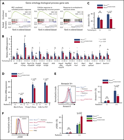 Defects in RUNX1 methylation confer resistance to apoptosis induced by endogenous and genotoxic stress. (A) GSEA plots comparing Runx1+/+ and Runx1KTAMK/KTAMK LT-HSCs using the Gene Ontology biological process database. The top 3 gene sets enriched in control Runx1+/+ LT-HSCs are shown. Each solid bar represents one gene within the gene set. (B) Induction of ER stress–related genes by UPR in Runx1+/+ and Runx1KTAMK/KTAMK LT-HSCs as shown by quantitative polymerase chain reaction. Runx1+/+ (blue) and Runx1KTAMK/KTAMK (red) LT-HSCs were sorted and cultured with or without tunicamycin (0.6 μg/mL) for 10 hours (n = 7 from 4 mice per genotype; 6-8 weeks old, from 4 independent experiments). (C) Apoptosis by ER stress in Runx1+/+ and Runx1KTAMK/KTAMK LT-HSCs as detected by flow cytometry. Cells were treated with tunicamycin (0.6 μg/mL) for 20 hours. The percentages of Annexin V+ cells in Runx1+/+ (blue) and Runx1KTAMK/KTAMK (red) LT-HSCs are shown (n = 3 from 2 mice per genotype; 6 to 8 weeks old, from 2 independent experiments). (D) Induction of p53 downstream genes by radiation in Runx1+/+ and Runx1KTAMK/KTAMK Flt3– LSK cells as shown by quantitative polymerase chain reaction. Runx1+/+ (blue) and Runx1KTAMK/KTAMK (red) mice were irradiated (3 Gy), and Flt3– LSK cells were harvested 3 hours later (n = 4 to 5 mice; 8-15 weeks old, from 5 independent experiments). (E) Apoptosis by radiation in Runx1+/+ and Runx1KTAMK/KTAMK Flt3– LSK cells as detected by flow cytometry. Mice were irradiated (3 Gy), and Flt3– LSK cells were harvested 18 hours later. The left panel shows a representative flow cytometry plot of Runx1+/+ (blue) and Runx1KTAMK/KTAMK (red) Flt3– LSK cells with (solid lines) or without (dashed lines) radiation. The percentages of Annexin V+ cells in Runx1+/+ (blue) and Runx1KTAMK/KTAMK (red) cells are shown in the right graph (n = 3 mice; 9-14 weeks old, from 3 independent experiments). (F) Flow cytometry analysis of Runx1+/+, Runx1+/KTAMK, and Runx1KTAMK/KTAMK Flt3– LSK cells for γH2AX staining. Mice were irradiated (3 Gy) and Flt3– LSK cells were harvested 18 hours later. The left panel shows a representative flow cytometry plot of Runx1+/+ (blue) and Runx1KTAMK/KTAMK (red) Flt3– LSK cells with (solid lines) or without (dashed lines) radiation. The fluorescence minus one (FMO) control is shown in orange. The percentages of γH2AX+ cells in Runx1+/+ (blue), Runx1+/KTAMK (light green), and Runx1KTAMK/KTAMK (red) cells are shown in the right graph (n = 3 mice; 7-10 weeks old, from 3 independent experiments). FDR, false discovery rate; NES, normalized enrichment score; NS, not significant.