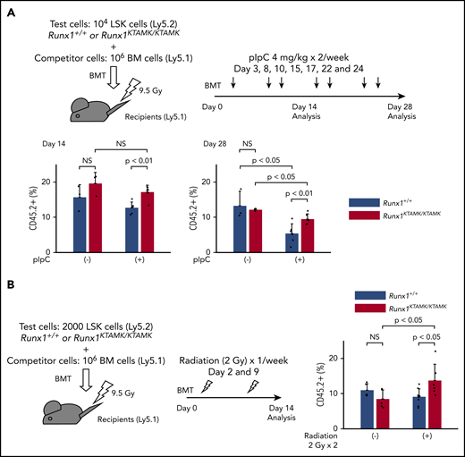 Competitive BMT assays show survival advantage of Runx1KTAMK/KTAMKcells in vivo. (A) Lethally irradiated (9.5 Gy) Ly5.1 recipient mice were coinjected with a mixture of either 104Runx1+/+ or Runx1KTAMK/KTAMK LSK cells (Ly5.2) and 106 competitor whole bone marrow (BM) cells (Ly5.1). After BMT, mice were treated with 4 mg/kg of pIpC intraperitoneally twice a week, and peripheral blood donor chimerism was analyzed 2 and 4 weeks later. The lower graphs show the frequency of donor-derived Runx1+/+ (blue) or Runx1KTAMK/KTAMK (red) cells in peripheral blood (n = 3 to 6 mice from 2 independent experiments). Donor cells were from mice 7 to 9 weeks old. (B) Lethally irradiated (9.5 Gy) Ly5.1 recipient mice were coinjected with a mixture of either 2000 Runx1+/+ or Runx1KTAMK/KTAMK LSK cells (Ly5.2) and 106 competitor whole BM cells (Ly5.1). After BMT, mice were irradiated (2 Gy) once a week, and peripheral blood donor chimerism was analyzed 2 weeks later. The right graph shows the frequency of donor-derived Runx1+/+ (blue) or Runx1KTAMK/KTAMK (red) cells in peripheral blood (n = 5 to 8 mice from 2 independent experiments). Donor cells were from mice 7 to 8 weeks old. NS, not significant.
