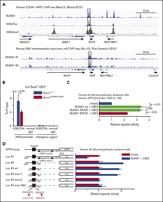 ATF4 is a direct target of RUNX1 in hematopoietic cells. (A) Analysis of publicly available RUNX1 ChIP-sequencing data shows that RUNX1 binds to the promoter region of ATF4 (black box) in human and mouse hematopoietic cells. The top panel shows ChIP-sequencing tracks for RUNX1 (blue), H3K27ac (black), and H3K4me3 (gray) around the ATF4 locus in human CD34+ HSPCs. The lower panel shows ChIP-sequencing tracks for RUNX1 (blue) in duplicate around the Atf4 locus in mouse EML hematopoietic precursor cells. (B) Control Runx1+/+ (blue) and Runx1KTAMK/KTAMK (red) LSK stem/progenitor cells were harvested, and ChIP analysis was performed by using a specific antibody against H3K27Ac or control immunoglobulin G (IgG). The amount of genomic DNA in the ChIP and input samples was measured by quantitative polymerase chain reaction using specific primers targeting the mouse Atf4 promoter or an intergenic region (n = 3 mice; 11-16 weeks old, from 3 independent experiments). (C) Luciferase (Luc) activity analysis showing the activation of the human ATF4 promoter (–463 bp to 82 bp of the transcription initiation site) by RUNX1 in human HL-60 promyelocytic leukemia cells. The Luc activities by wild-type (wt) RUNX1 and its binding partner CBFβ (light green), mutant (mut) RUNX1 R233K and CBFβ (light green), and mut RUNX1 R237K and CBFβ (red) were normalized to the activity by an empty vector (blue) (n = 2 independent experiments). (D) Luc activity analysis using a series of deletion/mut constructs in human HL-60 promyelocytic leukemia cells. The Luc activity by RUNX1 and CBFβ (blue) was normalized to the activity by an empty vector (red). Representative data from 1 of 2 independent experiments are shown. Note that 2 upstream open reading frames (uORFs) of ATF4 are known to negatively regulate mRNA translation. The region between −313 bp and 82 bp (Luc #3 wt) is sufficient for the full activation of the human ATF4 promoter, and mutagenesis in the second putative RUNX1 binding site (Luc #3 mut-2) impairs the reporter activity. The schematic representation of reporter plasmids is shown in the left. Two putative RUNX1 binding sites are depicted as black boxes, and the mutated binding sites are shown as white boxes. NS, not significant.