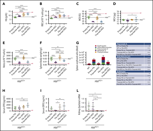Tmprss6-ASO treatment, together with overexpression of Epo, significantly improves anemia and reduces splenomegaly in Hbbth3/+ animals. Treatment with Tmprss6-ASO induced increased Hb levels (A) and RBC count (B) in Hbbth3/+ mice. Tmprss6-ASO also induced a reduction of MCV (C) and had a minimal effect on MCH (D). Improvement in anemia was also associated with a significant reduction in reticulocyte (Retics) number (E) and splenomegaly (F) when compared with animals receiving empty fibroblasts. When EPO was coadministered with Tmprss6-ASO, animals displayed normalization of Hb levels and RBC number when compared with controls (A-B), as well as normalization of reticulocyte number and splenomegaly, when compared with animals receiving fibroblasts overexpressing Epo (E-F). This was also confirmed by flow cytometry analysis of the erythroid compartment in the spleen (expressed in Abs#). (G). Coadministration of EPO with Tmprss6-ASO led to higher levels of serum EPO (H) as well as serum ERFE (I). Suppression of endogenous Epo expression was observed in the kidney of animals receiving fibroblasts overexpressing Epo (L). Dotted red line indicates mean values for untreated WT mice. Dashed black lines indicates mean values for untreated Hbbth3/+ mice. Bars represent SD. Asterisks refer to statistically significant differences (****P ≤ .001; ***P ≤ .005; **P ≤ .01; *P ≤ .05). E, erythroblasts.