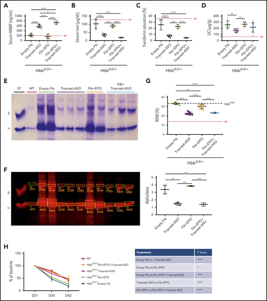 Improved iron parameters due to the iron-restrictive effect of Tmprss6-ASO. Administration of Tmprss6-ASO (with or without overexpression of Epo) to thalassemic animals resulted in significant increase in serum HAMP concentration (A). This was associated with reduced serum iron (B) and transferrin saturation (C) when compared with control animals and animals receiving only fibroblasts overexpressing Epo. Also, liver iron was reduced in a subset of animals (D). Reduction in erythroid iron intake also resulted in a remarkable decrease in ⍺ precipitates on the RBC membrane (E), as corroborated by quantification of the relative abundance of the ⍺ and β globin chains (ImageStudio Lite software) (F). Reduction in ⍺ precipitates induced by Tmprss6-ASO resulted in significant improvement of RBC distribution width (RDW) (G) and normalization of the lifespan of peripheral erythroid cells of treated animals compared with controls (H). Dotted red line indicates mean values for untreated WT mice. Dashed black lines indicates mean values for untreated Hbbth3/+ mice. Bars represent SD. Asterisks refer to statistically significant differences (****P ≤ .001; ***P ≤ .005; **P ≤ .01; *P ≤ .05). ST, standard.