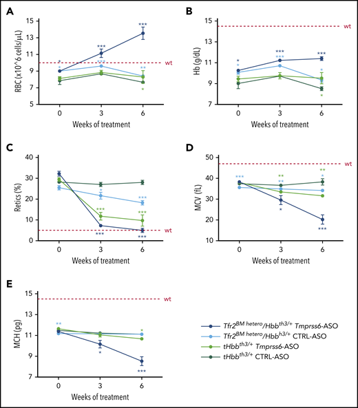 Tfr2 haploinsufficiency in combination with Tmprss6-ASO significantly ameliorates anemia of β-thalassemic mice.Tfr2BM hetero/Hbbth3/+ and tHbbth3/+ mice were treated with Tmprss6-ASO or CTRL-ASO (5mg/kg, intraperitoneally) twice a week for 6 weeks starting 9 weeks after BMT. Complete blood count was determined at the beginning, middle, and end of treatment. The combinatorial treatment showed improvement of RBC count (A), Hb levels (B), reticulocyte (Retics) percentage (C), MCV (D), and MCH (E). Dotted red line indicates mean values for untreated WT mice. Bars represent SD. Color-coded asterisks refer to statistically significant differences between each group and CTRL-ASO–treated Hbbth3/+ mice. ***P < .005; **P < .01; *P < .05.