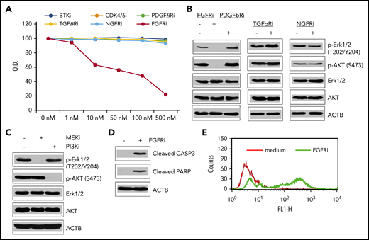 Impact of kinase inhibitors on growth, cell signaling, and survival of Sarc cells. (A) cSarc cells have been exposed to inhibitors (i) of B-cell receptor/BTK-signaling pathway, CCND1-dependent CDK4/6 cell-cycle promoters, or the depicted growth factor receptors and analyzed for cell growth in the MTT conversion assay. (B) Inhibitory effect of FGFR inhibitor on activation of the MEK-ERK and PI3K-AKT signaling pathways using the depicted phospho-specific antibodies. Inhibitors of receptors for PDGF-β, TGF-β, and NGF served as negative controls. (C) Pathway-specific inhibitory effect of the MEK- and PI3K-specific inhibitors on activation of MEK-ERK and PI3K-AKT signaling pathways. (D) FGFR inhibitor-mediated induction of apoptotic cell death as determined by generation of cleaved caspase 3 and PARP. (E) FGFR inhibitor-induced cell death detected by DNA fragmentation (terminal deoxynucleotidyltransferase-mediated dUTP nick end labeling) assay.