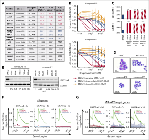 Activity of novel DOT1L inhibitors in leukemia cell lines in vitro. (A) Table of 14 leukemia cell lines used in this study indicating the type of leukemia, oncogenic driver, and 50% inhibitory concentration (IC50) values for EPZ5676, compound 10, and compound 11. IC50 was determined at day 10 after initiation of treatment by counting of viable cells using flow cytometry (dead cell exclusion by 4′,6-diamidino-2-phenylindole staining). Cell lines are sorted by sensitivity to EPZ5676. (B) Dose-response curves of cell lines toward compound 10 (top) and compound 11 (bottom) grouped by EPZ5676-sensitive (red), -intermediate (blue), and -insensitive (gray) cell lines. (C) Cell-surface expression of the myeloid differentiation markers CD11b (top) and Gr-1 (bottom) on murine MLL-AF9 leukemia cells at 3 days of DOT1L inhibitor treatment at the indicated doses. Statistical analysis was performed using unpaired t test. (D) Representative cytospin pictures of murine MLL-AF9 leukemia cells at 6 days of treatment with EPZ5676 (500 nM), compound 10 (100 nM), and compound 11 (100 nM). Fixation and staining was performed using the "Dip Quick Stain Kit" (Jorgensen Labs). (E) Western blot for H3K79me2 and histone H3 (control) in whole cellular lysates of MOLM13 cells treated with 5 different doses of compound 10 or 11 for 3 days. (F-G) Meta-plots of H3K79me2 chromatin immunoprecipitation sequencing (ChIPseq) in MOLM13 cells after treatment with EPZ5676 (1 μM), compound 10 (100 nM), or dimethyl sulfoxide (DMSO) over the gene body of all protein coding genes (F) and MLL-AF9 target genes (G). ChIPseq data were normalized using drosophila spike-in chromatin. (H) Volcano plots of differentially expressed genes (DEGs; red) in MOLM13 cells treated with 100 nM of compound 10 for 3, 6, and 9 days after initiation of drug treatment. Shown in the graph are protein coding genes only. DEGs were called using the DeSeq2 algorithm after alignment of reads using STAR. A gene was considered a DEG if the adjusted P value was <.05. (I) Gene set enrichment analysis (GSEA) of MLL-AF9 target genes after treatment of MOLM13 cells with compound 10 (100 nM; top) or EPZ5676 (1 μM; bottom) for 3, 6, and 9 days. (J) Correlation between the magnitude of changes (displayed as log2-fold change) in DEGs after compound 10 vs EPZ5676 treatment. Pearson correlation was used for statistical analysis. (K) Western blot of H3K79me2 and histone H3 (control) in whole cellular lysates of MOLM13 cells treated with VTP50469, compound 10, compound 11, or EPZ5676 at the indicated doses for 4 days. (L) Representative ChIPseq tracks of DOT1L (left) and Menin (right) at core MLL-AF9 target genes derived from the same experimental setting as shown in panel H. ChIPseq was performed as previously described.5 ***P < .001, ****P < .0001. AML, acute lymphoblastic leukemia; CML, chronic myeloid leukemia; FDR, false discovery rate; MFI, mean fluorescence intensity; NES, normalized enrichment score.