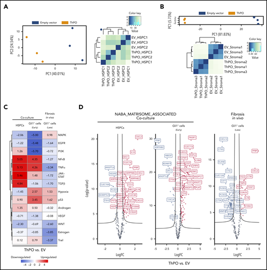 Fibrosis-driving cells are transcriptionally reprogrammed in early stages of BM fibrosis and exhibit induction of inflammatory pathways. HSPCs (ckit+) were transduced with ThPO-overexpression cDNA or EV and cocultured for 72 hours with primary Gli1+ stromal cells (TdTomato+; n = 3 per group). Ckit+ HSPCs and Gli1+ stromal cells were then sort-purified as GFP+ and lin–GFP-tdTomato+, respectively. To analyze fibrosis in vivo, bigenic Gli1CreERt2;tdTomato mice were lethally irradiated 10 days after the last tamoxifen dose and received c-kit–enriched HSPCs from WT littermates expressing either ThPO cDNA (n = 5, 3 male mice) or control cDNA (control, n = 5, 3 male mice). Mice were euthanized at 70 days after transplantation. Gli1+ cells were sort-purified as lin–GFP+ tdTomato+ and subjected to RNA sequencing. (A) Principal component analysis and heatmap representation with hierarchical clustering of HSPCs transduced with either ThPO or EV control. (B) Principal component analysis and heatmap representation with hierarchical clustering of sort-purified Gli1+ stromal cells previously cocultured with either ThPO- or EV-transduced HSPCs. (C) PROGENy pathway analysis of sort-purified HSPCs transduced with ThPO-overexpressing vector (BM fibrosis induction) in a coculture setting with Gli1+ stromal cells (coculture HSPCs, left panel), sort-purified Gli1+ stromal cells with previous short exposure to ThPO (or EV) HSPCs (Gli1+ cells “early,” middle panel), and sort-purified Gli1+ stromal cells isolated from a ThPO-overexpression murine model with severe BM fibrosis (fibrosis in vivo, Gli1+ cells, right panel). All samples are compared with their respective EV control. (D) NABA-matrisome associated genes in HSPCs (left panel), primary Gli1+ stromal cell from coculture (middle panel), and primary Gli1+ stromal cells from murine model of ThPO-induced BM fibrosis (right panel). Curved lines on the volcano plots are asymptotic to a value of P = .05 (-log) and a fold-change = .10 of the maximum observed fold change in the signature.