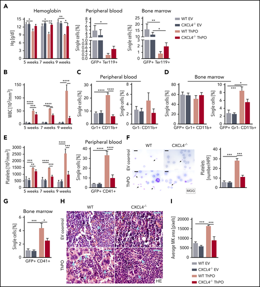 Loss of Cxcl4 in hematopoietic cells ameliorates the MPN phenotype and restores MK and platelet abnormalities. (A) Hemoglobin (Hg) counts monitored over time, together with the frequency of GFP+ Ter119+ cells in peripheral blood and BM 9 weeks’ posttransplant (euthanasia). (B) WBC counts are monitored over time from peripheral blood. (C) Flow cytometric quantification of Gr1+ CD11b+ (granulocytes) and Gr1– CD11b+ (monocytes) at euthanasia in peripheral blood. (D) Flow cytometric quantification of GFP+ Gr1+ CD11b+ (granulocytes) and GFP+ Gr1– CD11b+ (monocytes) at euthanasia in BM. (E) Platelet counts are monitored at 5, 7, and 9 weeks’ posttransplant. Flow cytometric quantification of GFP+ CD41+ cells in peripheral blood. (F) May-Grünwald-Giemsa (MGG) staining and quantification of the number of platelets per high-powered field in murine blood smears. Original magnification ×100. Scale bar, 10 μm. (G) Flow cytometric quantification of GFP+ CD41+ (MKs) in BM. (H) Hematoxylin and eosin (HE) staining of 4-μm BM sections (femur) with particular focus on the size and morphology of MKs (blue arrows). Original magnification ×40. Scale bar, 50 μm. (I) Quantification of the mean area of MKs in BM. n = 5 mice/group, 3 males. Data are shown as mean ± standard error of the mean, 1-way analysis of variance followed by Tukey’s post hoc test. *P < .05, **P < .01, ***P < .001, ****P < .0001.