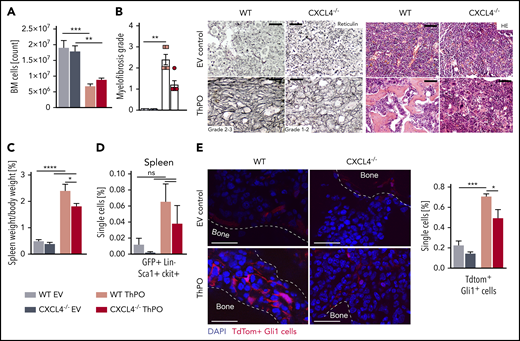 CXCL4 knockout in hematopoietic cells in ThPO-induced PMF decelerates the progression of fibrosis. (A) BM cellularity at 9 weeks’ posttransplantation. (B) Myelofibrosis grading and representative images of reticulin staining of the BM in ThPO-induced and control mice, and hematoxylin and eosin (HE) staining highlighting osteosclerosis in WT ThPO mice. Kruskal-Wallis multiple comparison test. Scale bar, 100 μm. (C) Spleen weight relative to body weight at 9 weeks’ posttransplantation. (D) Flow cytometric analysis of the frequency of GFP+LinlowSca1+ ckit+ cells in the spleen. (E) Representative immunofluorescence images and flow cytometric analysis and quantification of Gli1+tdTomato+ fibrosis-driving stromal cells in the BM. Scale bar, 50 μm. Data are shown as mean ± standard error of the mean, n = 5 per group, 1-way analysis of variance followed by Tukey’s post hoc test. *P < .05, **P < .01, ***P < .001, ****P < .0001. ns, not significant.