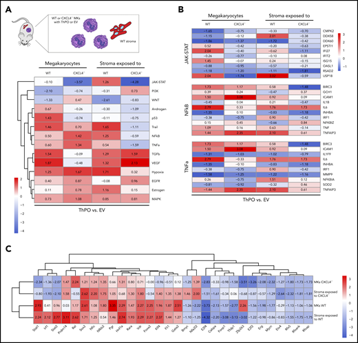 Hematopoietic knockout of CXCL4 leads to reduced expression of profibrotic pathways and reduced inflammation. (A) Schematic of cell populations analyzed. CD41+ MKs are either WT or CXCL4 knockout (GFP+) and transduced with either ThPO-inducing fibrosis or EV as a control. tdTom+ stromal cells were exposed to CXCL4 expressing or knockout hematopoietic cells/MKs in control or fibrosis. Heatmap representation of PROGENy analysis of sort-purified MKs and Gli1+ stromal cells from WT ThPO or Cxcl4−/− ThPO mice compared with EV control mice. (B) Heatmap representation of specific PROGENy pathways such as JAK-STAT, NF-κB, and TNF-α. (C) Heatmap representation of Discriminant Regulon Enrichment Analysis of transcription factors of sort-purified MKs and Gli1+ stromal cells from WT ThPO or Cxcl4−/− ThPO mice compared with EV controls.