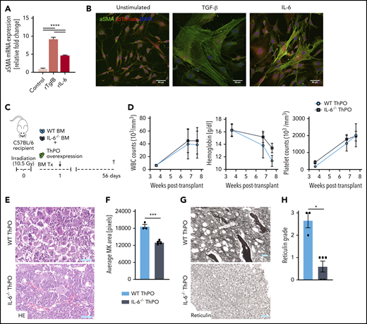 IL-6 knockout in BM reduces fibrosis in a ThPO-induced model of PMF. (A) Quantitative polymerase chain reaction of αSMA and collagen1α1 in primary murine Gli1+ stromal cells stimulated with recombinant cytokines for 72 hours. n = 3. (B) Representative immunofluorescence images of primary Gli1+ stromal cells stimulated with recombinant cytokines for 72 hours and stained for αSMA. Scale bar, 50 μm. (C) Schematic representation of transplantation of WT or IL-6−/− ckit+ cells in a model of ThPO-induced fibrosis (n = 3, WT ThPO; n = 5, IL-6−/− ThPO). (D) WBC, hemoglobin, and platelet parameters in weeks posttransplantation. (E) Representative images of hematoxylin and eosin (HE) staining of WT ThPO or IL-6−/− ThPO femurs. Original magnification ×20; scale bar, 100 μm. (F) Average pixel size of MKs in 3 randomly selected panels from WT ThPO or IL-6−/− ThPO femurs. Original magnification ×10; scale bar, 100 μm. (G) Representative images of reticulin staining (fibrosis) in WT ThPO or IL-6−/− ThPO femurs. (H) Quantification of myelofibrosis grade based on reticulin staining in WT ThPO or IL-6−/− ThPO femurs (Kruskal-Wallis multiple comparisons test). Data are shown as mean ± standard error of the mean, 1-way analysis of variance followed by Tukey’s post hoc test. *P < .05, ***P < .001, ****P < .0001. mRNA, messenger RNA.