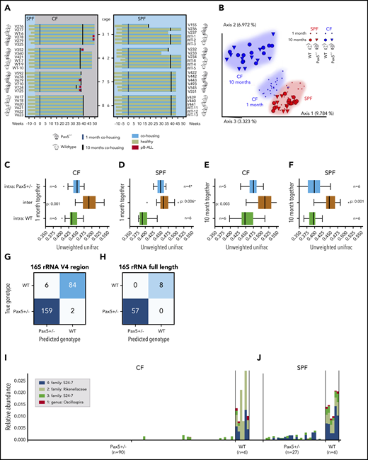 Pax5+/–associated genetic susceptibility to pB-ALL shapes a specific gut microbiota. (A) A diagram of the study design is shown. Pax5+/– (gray) and WT (white) mice were born in SPF facilities (light blue). Lifespan (in weeks) of an individual mouse is indicated by a horizontal bar. A green bar indicates that the mouse remained healthy throughout the experiment, a red end label indicates development of pB-ALL. After weaning, 6 mice were cohoused per cage (blue-shaded horizontal boxes). Three Pax5+/– and 3 WT mice were housed together in cages 1 to 4 (mixed genotype cages), and mice of the same genotypes were housed in cages 5 to 8 (same genotype). At ∼6.3 weeks of age, mice in cages 3, 4, 7, and 8 were transferred to the conventional facilities (CFs) where there is a natural infectious environment (gray). Fecal pellets for microbial profiling were collected 1 month (blue vertical lines) and 10 months (black vertical lines) after the beginning of cohousing. Dotted vertical lines correspond to samples that were excluded because of failed quality control (cage 5; first time point; mice V443 and V493). (B) Exposure of mice to a naturally infectious environment altered their gut microbiome composition over time. Pairwise unweighted UniFrac distances (beta diversity) were computed for all cohousing samples. Distance metric was ordinated via principal coordinates analysis (PCoA) into 3D and visualized via EMPeror.66 Axes indicate percentage of explained variance. Cones were used to visualize microbiomes of Pax5+/– mice, whereas spheres correspond to WT mice. First-time-point samples were drawn with smaller shapes than those for the second time point. A huge shift over time becomes obvious for CFs (blue) compared with the much smaller difference in SPF facilities (red). (C-F) Heterozygous loss of Pax5 shaped a specific gut microbiota. Stratified by time point (1 month or 10 months of cohousing) and facility (CF or SPF facility), pairwise PERMANOVA tests with 999 permutations were applied to test for differences in beta diversity grouped by mouse genotype for same-genotype cages (5, 6, 7, 8). Boxes visualize unweighted UniFrac distances between samples of the same genotype (ie, intragroup distances) (blue for Pax5+/– and green for WT) and distances across genotypes (mustard, intergroup; ie, all pairs in which 1 partner has a Pax5+/– genotype and the other partner has a WT genotype). The boxes show the quartiles of the dataset, while the whiskers (error bars) show the rest of the distribution, except for points that are determined to be outliers, using 1.5-fold of the interquartile range. P value is from the PERMANOVA test. Note that PERMANOVA requires a minimum of 5 samples per group, which is minimally undercut in the first time point for SPF facilities. Boxes and PERMANOVA operate on the same data. (G-H) Pax5+/– and WT genotypes were accurately predicted using machine learning. Accurate genotype prediction from relative abundances of 40 V4-ASVs (G) or 4 full-length rRNA (H) features. The full rarefied feature table was randomly split and contained relative abundances of 3983 V4-ASVs and 502 samples from the abx and the cohousing cohorts (excluding samples from mixed-genotype cohousing cages and the antibiotics treatment phase) with a 1:1 ratio into a training and a testing set of samples. For training, 168 Pax5+/– and 83 WT samples were used, and for testing, 161 Pax5+/– and 90 WT samples were used. In a first pass, the machine learning random forest algorithm (1000 trees; scikit-learn library) was trained to estimate the importance of the 3983 V4-ASVs in predicting the mouse genotype (Pax5+/– or WT). Starting with the single most important V4-ASV, we then tested the accuracy of predicting the mouse genotype with a second random forest. Continuing in stages, V4-ASVs were added to the random forest to improve overall accuracy. Saturation was found at 96.8% accuracy by using only the top 40 V4-ASVs. The confusion matrix showed that only 8 samples were predicted to have the wrong genotype. Panel H visualizes results for the same prediction strategy on the full-length PacBio ASVs (60 Pax5+/– and 4 WT mice samples were used for training and 57 Pax5+/– and 8 WT samples were used for testing). Accuracy for predicting a mouse’s genotype based on only the top 4 full-length ASVs was 100%. (I-J) The taxonomic profile of the top 4 full-length ASVs that differentiate between the genotypes is shown. Full-length ASV composition of each sample is visualized as 1 stacked bar. Samples were grouped by housing facility (CF in panel I, SPF facility in panel J) and subgenotypes were grouped by genotype (Pax5+/– on the left and WT on the right). Combined maximal relative abundance of the 4 full-length ASVs was at 2%. A naive Bayesian classifier was applied against the Greengenes 13.8 reference to assign taxonomic labels to the full-length ASVs, which are annotated in the legend. For PacBio full-length 16S rRNA sequencing, all stool samples from mice housed in infectious environments until week 50 were used.