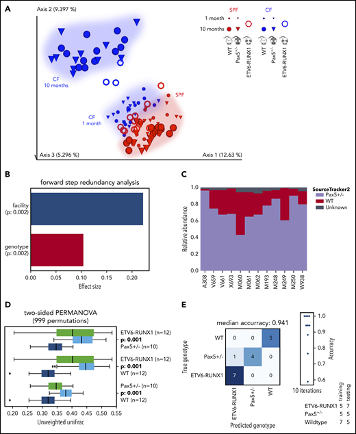 ETV6-RUNX1–associated genetic susceptibility to pB-ALL shapes a specific gut microbiota. (A) The EMPeror plot shows a PCoA of the cohousing cohort (see Figure 1), including samples from 15 Sca1-ETV6-RUNX1 mice (represented as rings). Samples of Sca1-ETV6-RUNX1 mice clustered well with samples of the cohousing cohort derived from the same facility (CF or SPF facility, respectively). Microbiome analyses were carried out after 2 months in CFs (mice had been referred to CFs from SPF facilities at age 6 to 8 weeks) and after 10 months in SPF facilities. The analyzed mice did not develop leukemia. (B) The forward step redundancy analysis was used to quantify effect sizes on microbiome differences using all samples from the cohousing cohort and the Sca1-ETV6-RUNX1 mice. Environment (facility) and genotype were identified as the most important factors. (C) WT and Pax5+/– microbial sources were defined to quantify compositions of microbial ETV6-RUNX1 sinks via SourceTracker2. The analysis showed that the microbiome of Sca1-ETV6-RUNX1 mice was more similar to the microbiome of Pax5+/– mice than to that of WT mice. (D) Statistical analyses demonstrated that the mouse genotype shapes 3 statistically significantly different microbiomes (PERMANOVA on unweighted UniFrac beta-diversity distances with 999 permutations). The box shows the quartiles of the dataset, while the whiskers (error bars) show the rest of the distribution, except for points that are determined to be outliers, using 1.5-fold of the interquartile range. The P value is from the PERMANOVA test. (E) Machine learning was able to predict genotypes genetically predisposed to pB-ALL. A confusion matrix for predicting the mouse genotype from the 10 most important V4-ASVs is shown (random forest with 1000 trees).