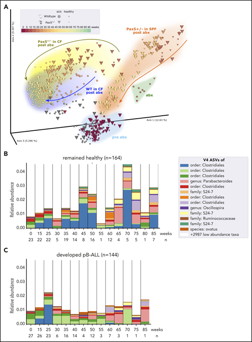 The microbiome between healthy and leukemic Pax5+/−mice is distinct. (A) After antibiotic treatment, the beta diversity of the microbiomes shifted in a genotype-dependent manner and reconstituted over time toward a similar end point (Pax5+/–, yellow; WT, blue). Pairwise unweighted UniFrac distances (beta diversity) were computed for all samples. Distance metric was ordinated into 3D via PCoA and visualized using EMPeror. Axes indicate percentages of explained variance. Cones and spheres were used to visualize microbiomes of Pax5+/– and WT mice, respectively. Icon size indicates disease status, with larger icons for pB-ALL mice and smaller icons for healthy mice. Samples of the initial time point (darkest red), at transfer from SPF facilities to CFs before antibiotics treatment, clustered in the light blue pre-abx region. Samples with sufficient bacterial reads from the group that had 8 weeks of antibiotic treatment clustered in the green abx region. Samples shifted back after antibiotic treatment in a genotype-dependent manner (Pax5+/–, yellow; WT, blue) and reconstituted over time toward a similar end point. Their end point was significantly shifted from pre-abx, which was not the case for samples of mice that were housed in SPF facilities (orange trajectory). (B-C) Microbial V4-16S signatures (V4-ASVs) differentiated between healthy (B) and preleukemic (C) Pax5+/– mice. Shown are mean V4-ASV compositions for the top 13 differentially abundant (discrete FDR) features of all samples stratified by disease status. Samples were grouped by time point (x-axis) and visualized as 1 stacked bar each. A naive Bayesian classifier was applied against the Greengenes 13.8 reference to assign taxonomic labels to the V4-ASVs, which are annotated in the legend.