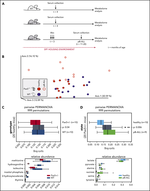Metabolome analysis reveals systemic differences between WT and Pax5+/–mice predisposed to develop pB-ALL. (A) Overview of the experimental design is shown. Serum samples were collected from untreated WT (n = 10) and Pax5+/– (n = 10) mice born and housed in SPF facilities at 4 months of age. Additional samples were collected from 10 Pax5+/– mice kept in SPF facilities at onset of pB-ALL after treatment with antibiotics (at ∼15 months of age). (B) The relative response values for 52 quality-controlled gas chromatography peaks were used to create a feature table. Using Bray-Curtis, a beta-diversity distance matrix was computed via Qiime2 version 2020.2. The EMPeror plot shows the PCoA of the resulting matrix (blue, samples from WT mice; red, samples from Pax5+/– mice). Open circles represent leukemic mice, and filled circles represent healthy mice. Clustering indicated a difference by genotype based on measurements of 52 metabolites in the blood. (C-D) Statistical tests (PERMANOVA) confirmed strong significant differences depending on genotype (C) and health state (D). (C) The upper panel shows statistically significant (2-sided PERMANOVA tests with 999 permutations) differences in beta-diversity distance between blood samples from WT (blue) and Pax5+/– (red) mice. Gray box summarizes intergroup distances (ie, pairs of samples in which 1 partner belongs to WT and the other to Pax5+/–). The lower panel shows that after applying discrete FDR on the metabolite feature table, 6 of 52 compounds were found to be significantly differentially abundant between WT and Pax5+/– serum samples. (D) Upper panel visualizes the differences between serum samples from healthy Pax5+/– (light blue represents red solid spheres in panel B) and pB-ALL diseased (green represents red rings in panel B) individual mice. Lower panel shows the top 6 of 16 compounds found to be significantly differentially abundant among all 52 compounds in healthy and pB-ALL samples. The boxes show the quartiles of the dataset, while the whiskers (error bars) show the rest of the distribution, except for points that are determined to be outliers, using 1.5-fold of the interquartile range (C,D). P values are from the PERMANOVA test.
