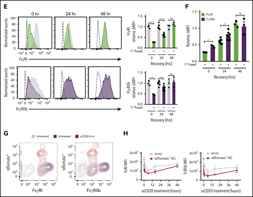 ADCP-induced hypophagia is associated with rapid loss and differential reexpression of surface FcγRs. (A) Surface levels of indicated FcγRs were measured by flow cytometry at various times after coculture with thymocytes ± αCD90.2 to induce hypophagia. Representative histograms (left panels) show surface levels of the FcγRs on unfed (gray) and hypophagic (color) BMDMs after 2-hour coculture with thymocytes ± αCD90.2. Unstained control shown as dashed line. Graphs to the right of each histogram show relative mean fluorescence intensity (MFI) of each FcγR at different times after feeding BMDMs with αCD90.2-opsonized thymocytes. Data shown are mean ± standard error of the mean (SEM; n = 4; P values derived from unpaired 1-way analysis of variance with multiple comparisons correction). Gray and blue bars indicate BMDM surface levels on BMDMs cocultured with thymocytes without mAb or mAb without thymocytes, respectively. (B) Flow cytometric analysis of FcγRI and FcγRIIb surface levels on hMDMs cocultured with CLL cells in the absence (gray) or presence (color) of ALM mAb for 2 hours. Unstained control shown as dashed line. Graphs below show quantification of relative MFI for each receptor. Data shown are mean ± SEM (n = 3; P values derived from unpaired 2-tailed Student t test). (C) Flow cytometric analysis of CD11b surface levels on BMDMs after 2-hour coculture with thymocytes and αCD90.2 (n = 3; P values derived from unpaired 2-tailed Student t test). (D) Flow cytometric analysis of CD11b surface levels on hMDMs after 2-hour coculture with CLL cells and ALM mAb (n = 3; P values derived from unpaired 2-tailed Student t test). (E) BMDMs were cocultured with thymocytes ± anti-CD90.2 for 2 hours to induce hypophagia; targets and free Ab were then washed away and BMDMs cultured in fresh medium for 0 to 48 hours. Surface levels of FcγRI and FcγRIIb were measured by flow cytometry at the indicated times. Unstained control shown as dashed line. Representative histograms (left) and MFI quantification of FcγRI and FcγRIIb levels relative to unfed BMDM (right) are shown. Data shown are mean ± SEM (n = 3-6; P values derived from unpaired 2-tailed Student t test). (F) Relative surface levels of FcγRI and FcγRIIb from panel E for anti-CD90.2 conditions from 0-, 24-, and 48-hour time points were compared. Data shown are mean ± SEM (n = 3-6; P values derived from unpaired 2-tailed Student t test). (G) Representative flow cytometric analysis of FcγRI and FcγRIIb surface levels on KCs isolated from hCD2-iCre-tdTomato mice treated for 6 hours with 25 µg of αCD20 IV (red) or not (blue). Unstained KCs from untreated mice are shown in gray. (H) Quantification of FcγRI and FcγRIIb levels on KCs from f (n = 3 mice per group). **P < .01, ***P < .001, ****P < .0001. ns, not significant.